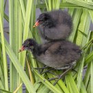 Common Moorhen children / Gallinula chloropus